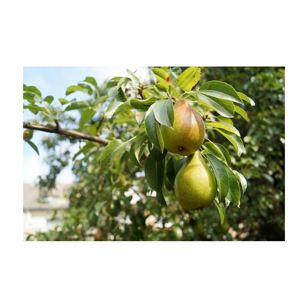 Terreau lombricompost régénérant 10 kg