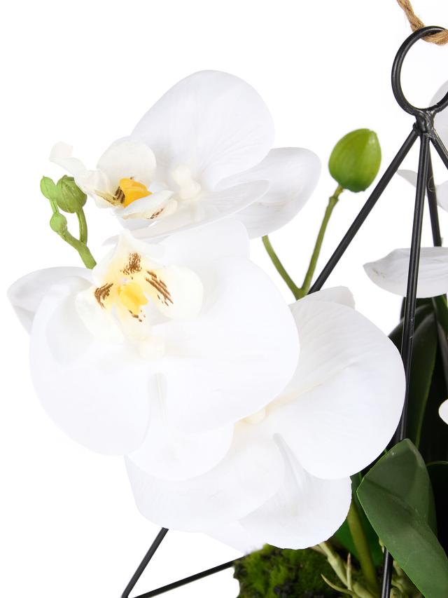 Orchidee Phalaenopsis Hänger inkl. Metallrahmen