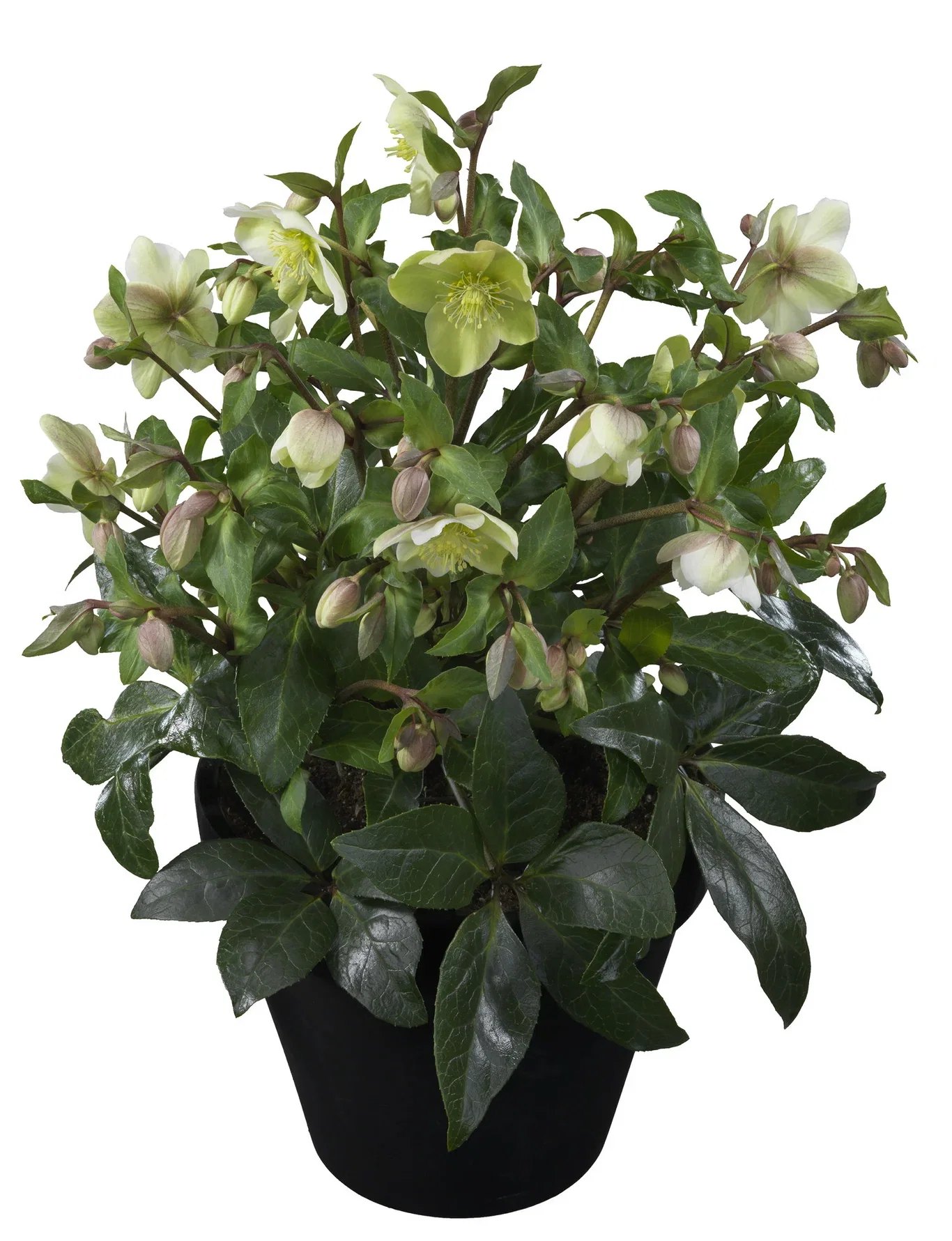 Helleborus 'Diamond Fire' Julerose 'Diamond Fire' Ø17 cm