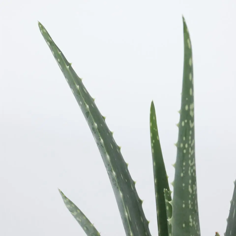 Aloë vera - Set van 2 - Aloe barbadensis - Hoogte 25-40cm - ⌀10,5cm