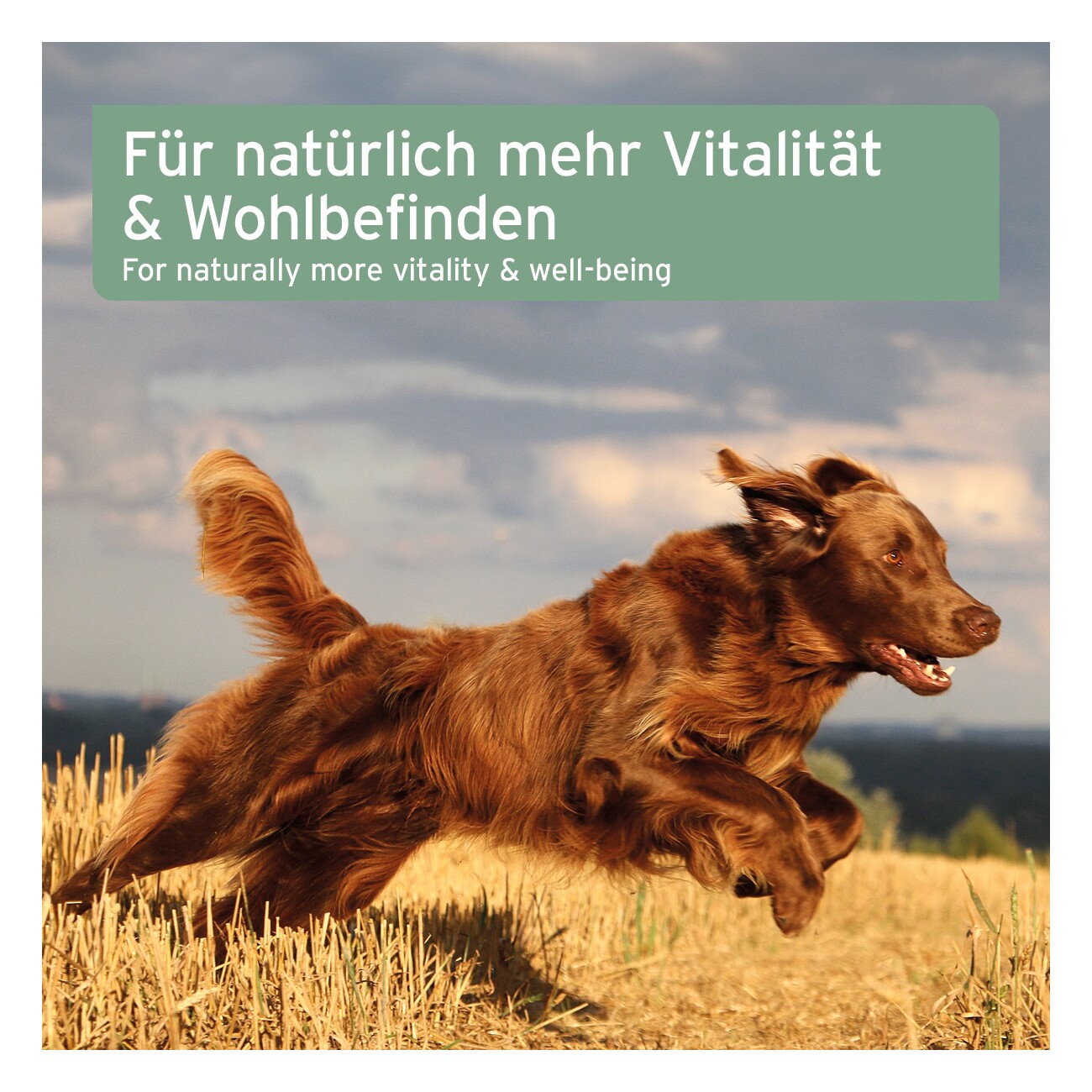 AniForte Lachsöl 5l