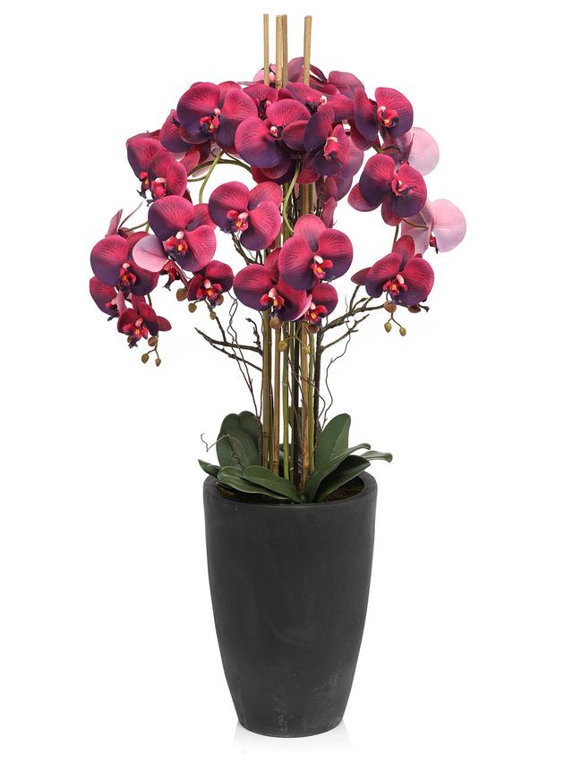 Orchidee Phalaenopsis, ca. 120 cm