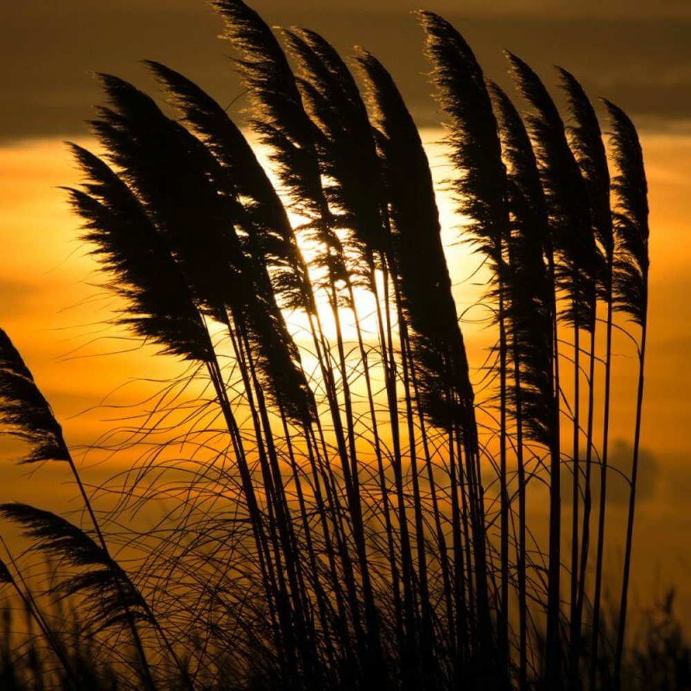 Canne de provence 