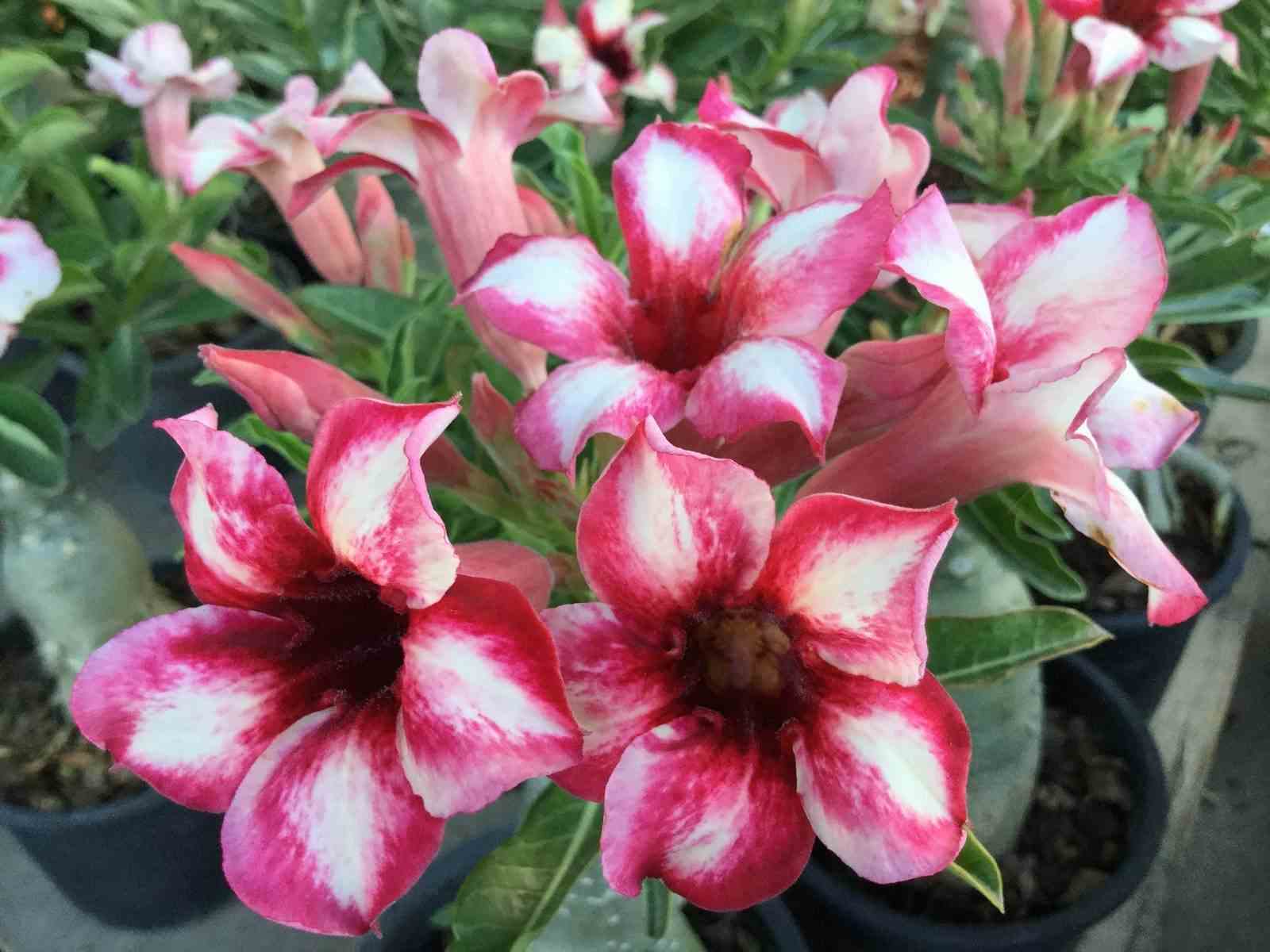 Adenium obesum cv.pornteva rouge - taille caudex d'environ 2000g 25/30cm très gros caudex