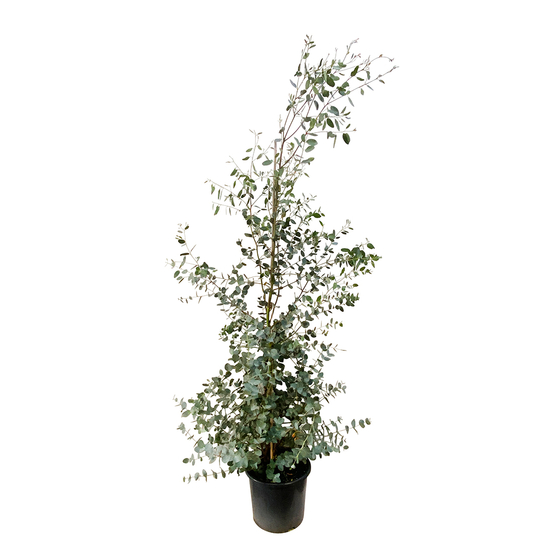 Eucalyptus gunnii en baliveau - pot 15L