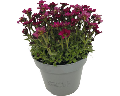 Vaste planten voor het voorjaar FloraSelf, diverse soorten, pot Ø 12 cm