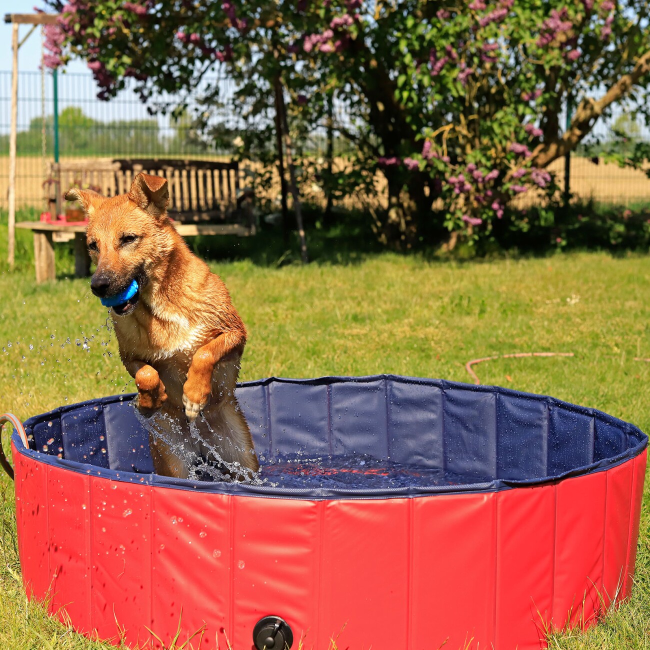 Lionto 160 cm Hundepool mit Ablassventil - faltbar