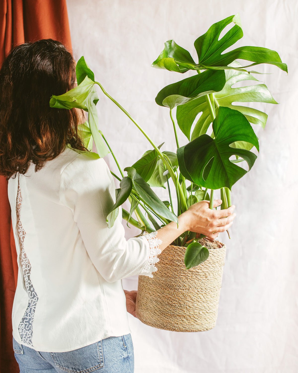 Plante d'intérieur - monstera deliciosa h65cm 65cm