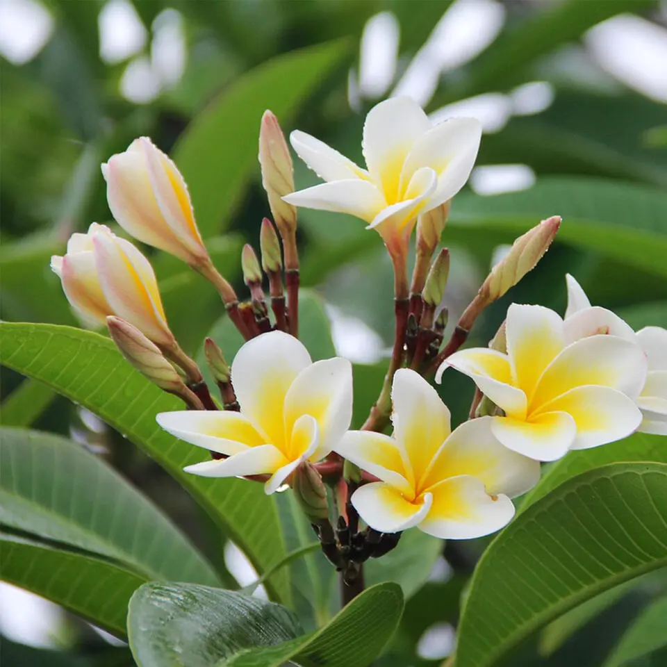 Frangipani Hawaii - Plumeria rubra 'Hawaii' - Hoogte 45-55cm - ⌀17cm