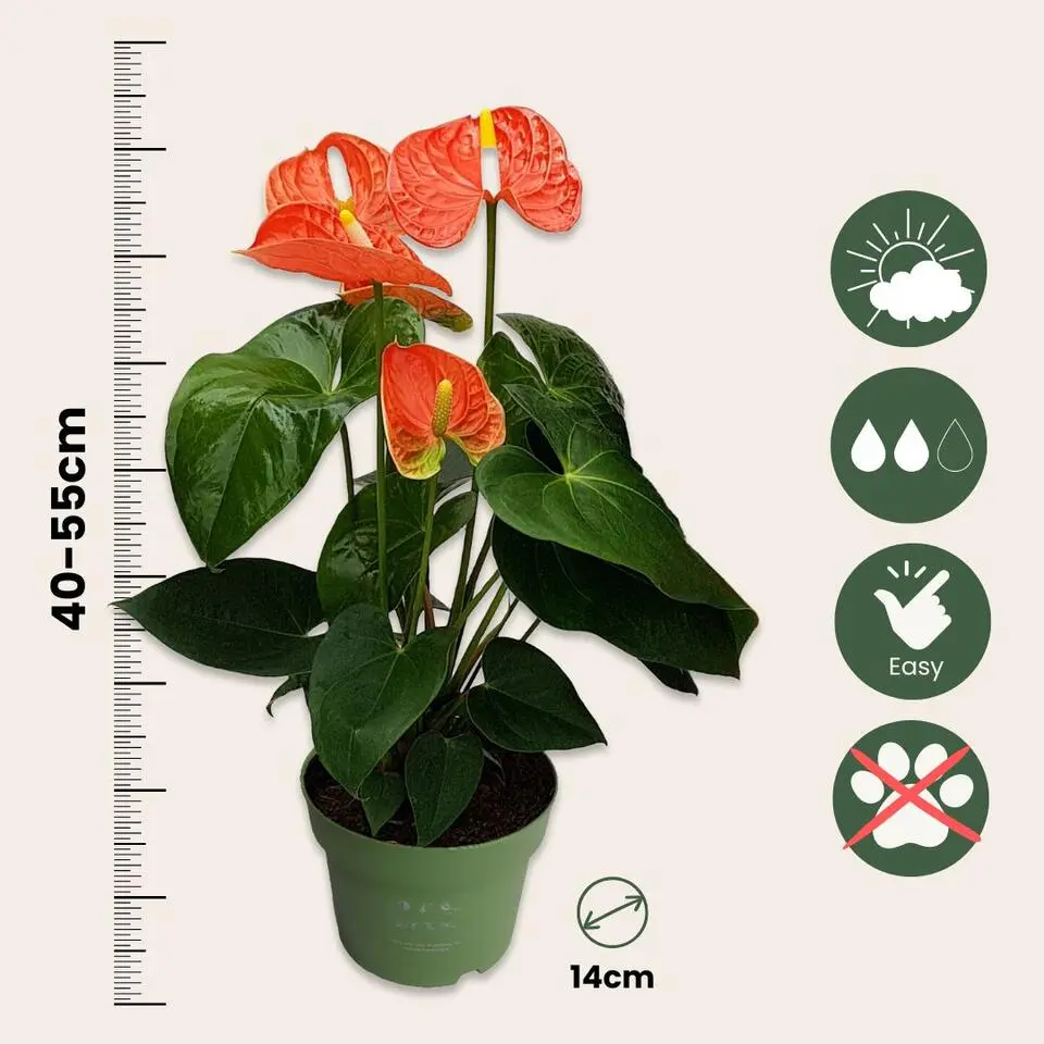 Flamingoplant - Anthurium 'Madural Orange' - Hoogte 40-55cm - ø14cm