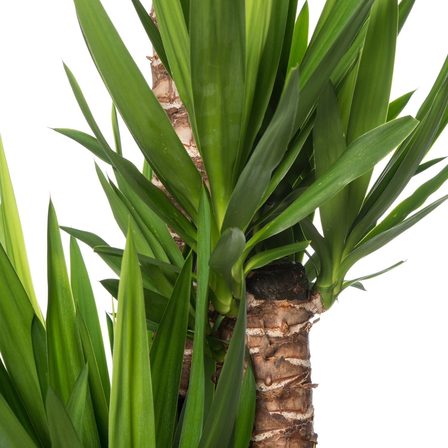 Yucca (Yucca elephantipes) D 32 H 160 cm