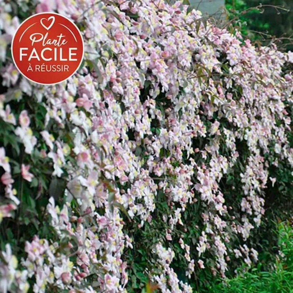 Clématite 'mayleen' - clematis montana 3l