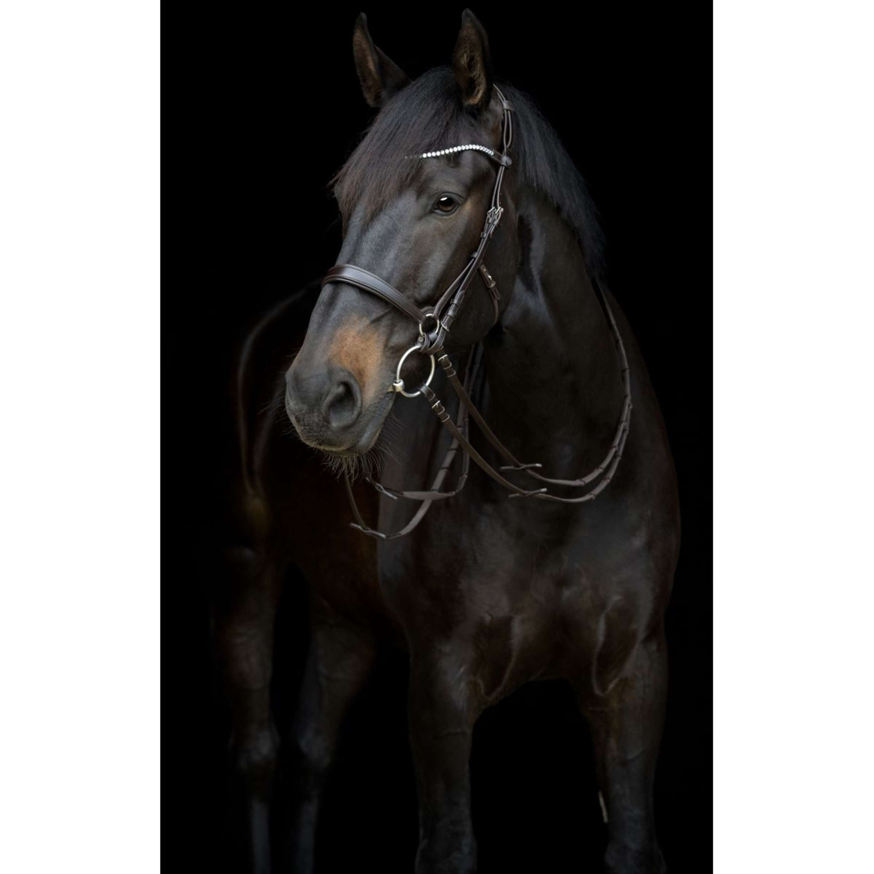 Catago Keelriem Gentle Bruin