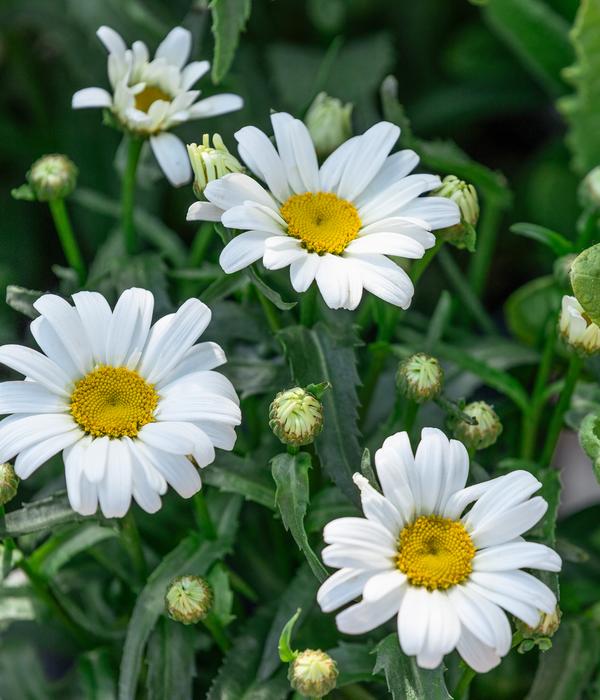 Bio Zwerg-Margerite 'Dwarf Snow Lady'