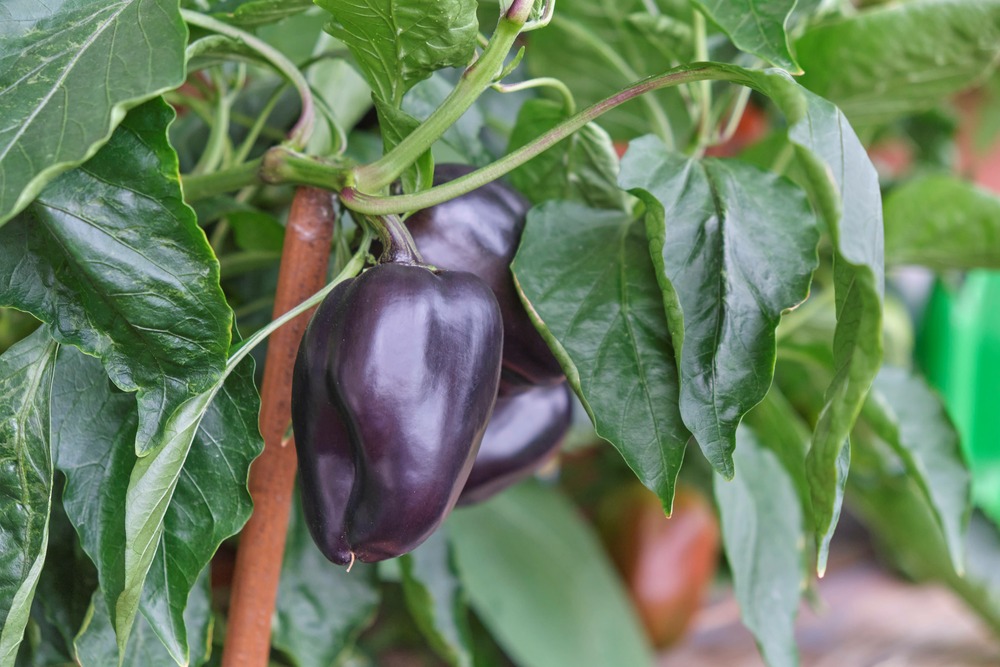 Sachet de graines de piment poivron purple bell - sachet de 0,5 grammes - petite entreprise française - made in france