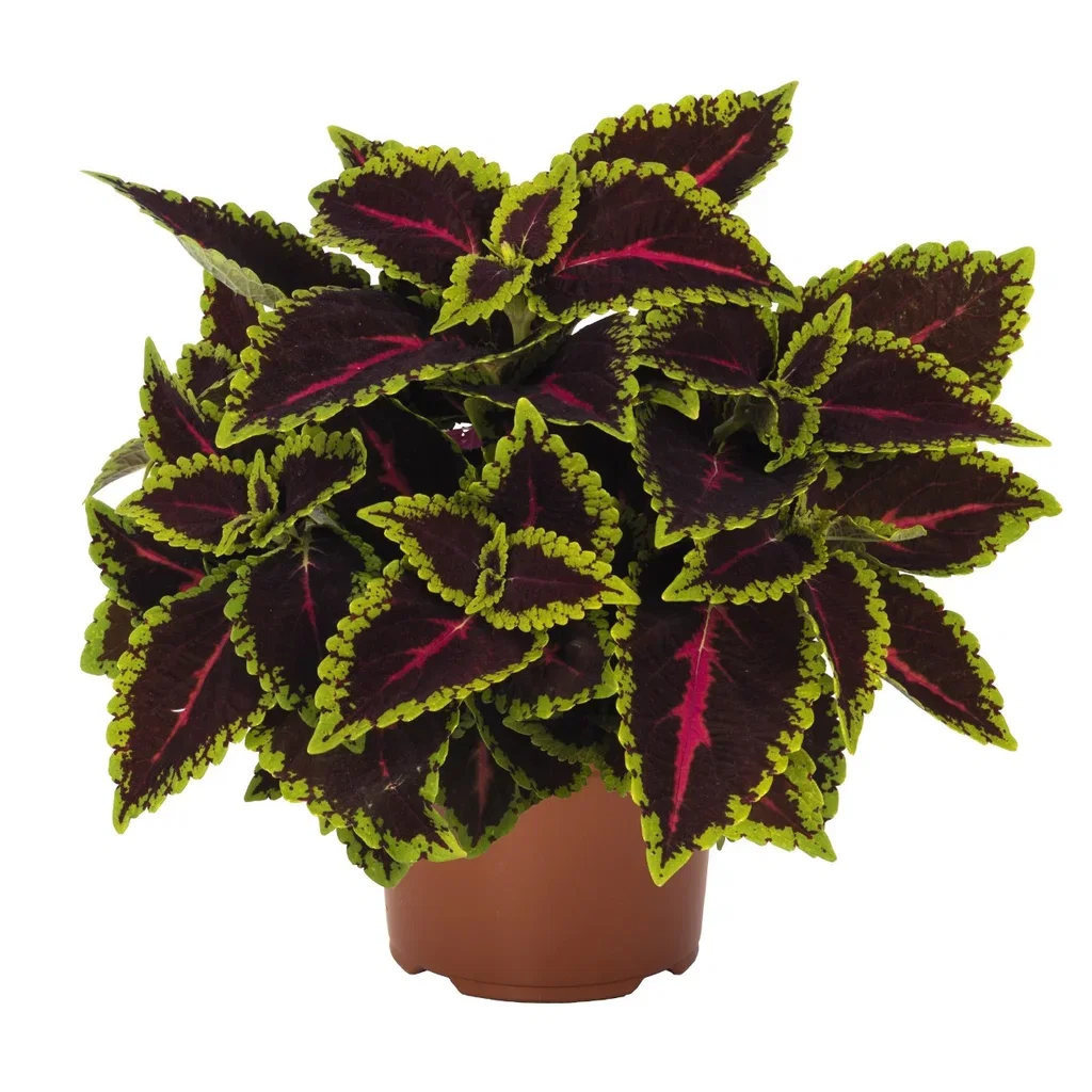 Plectranthus 'Alligator Alley' Praktspragle 'Alligator Alley' Ø12 cm