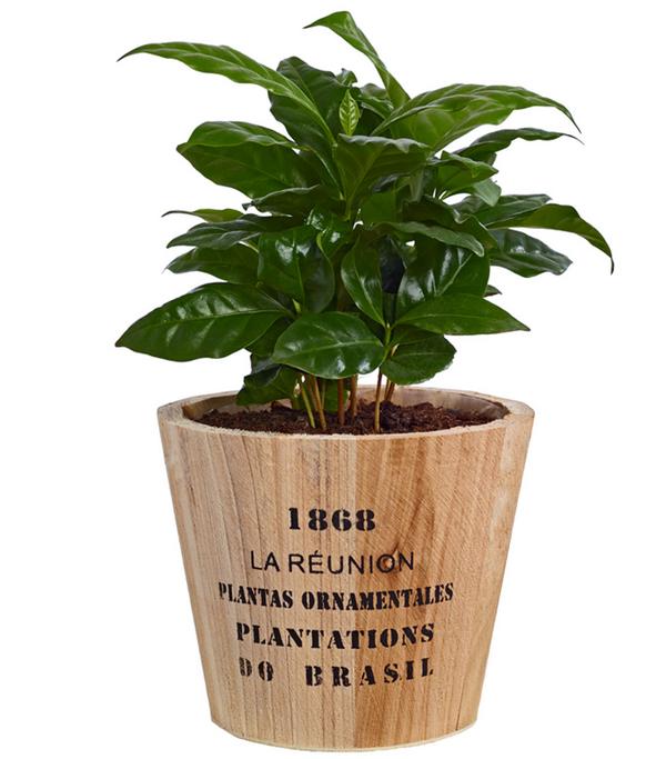 Kaffeepflanze - Coffea arabica, in Holztopf