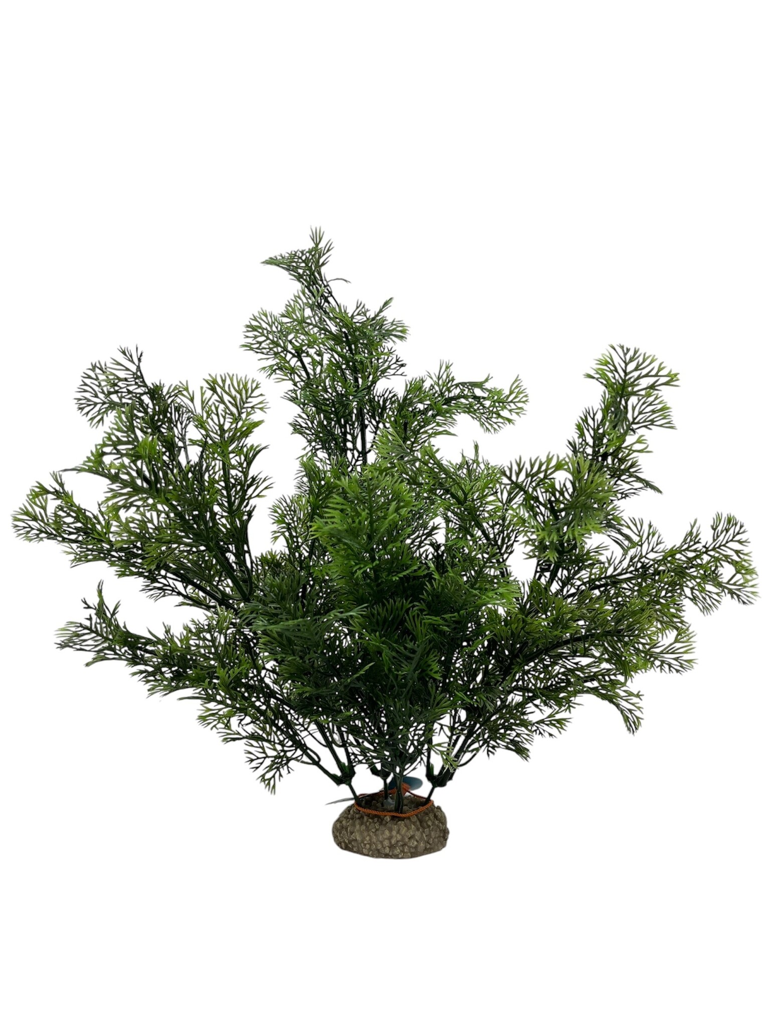 Plant Phoenix 31cm