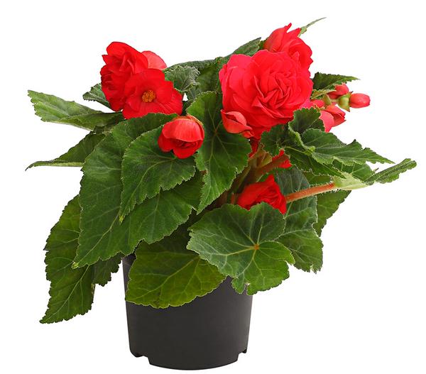 Knollenbegonie, verschiedene Farben