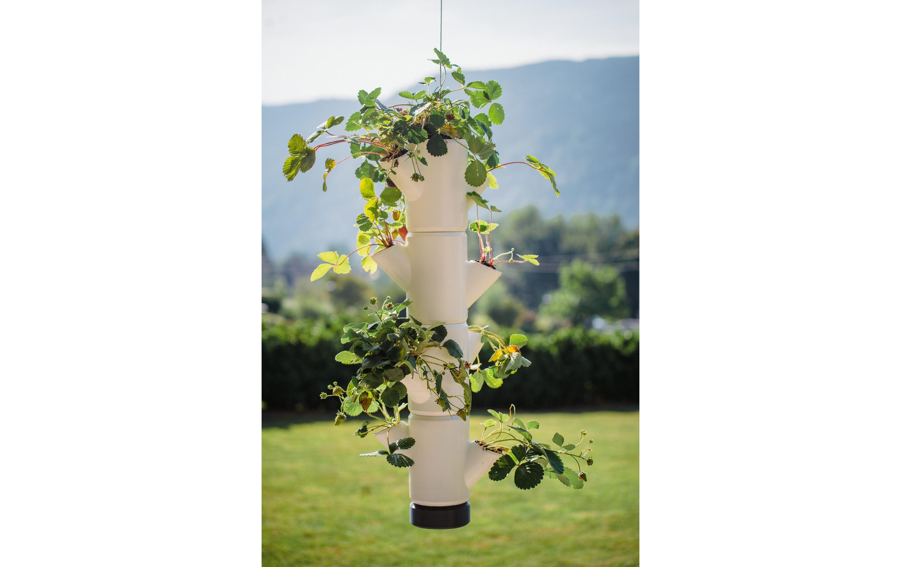 Aufzuchttöpfe SISSI STRAWBERRY Hanging, AnthrazitUrban Gardening Erdbeerbaum
