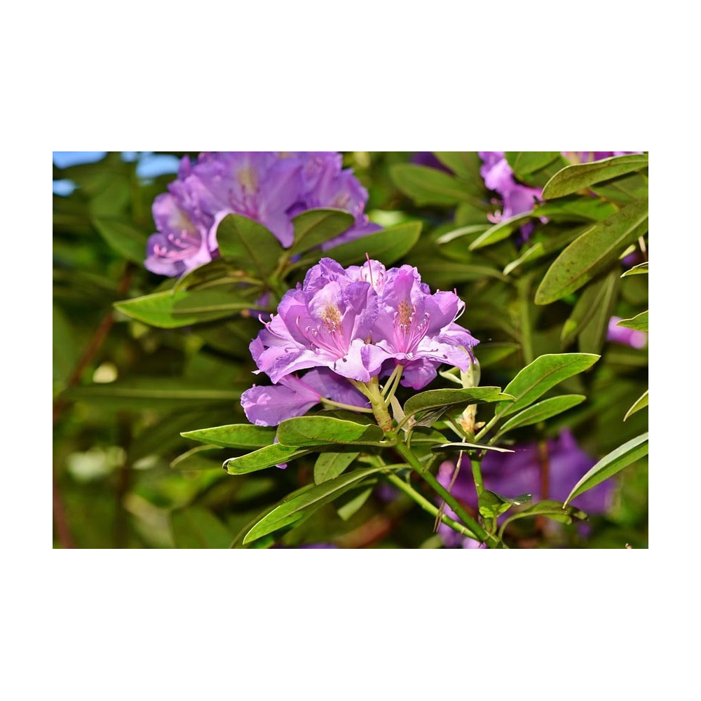 Terre de bruyère bio pour plantes acidophiles 40 litres lot de 5