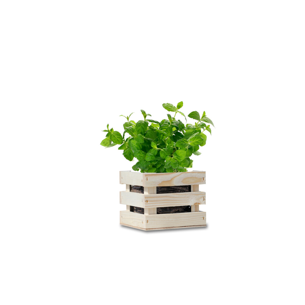 Baza Garden Box Bio Munt