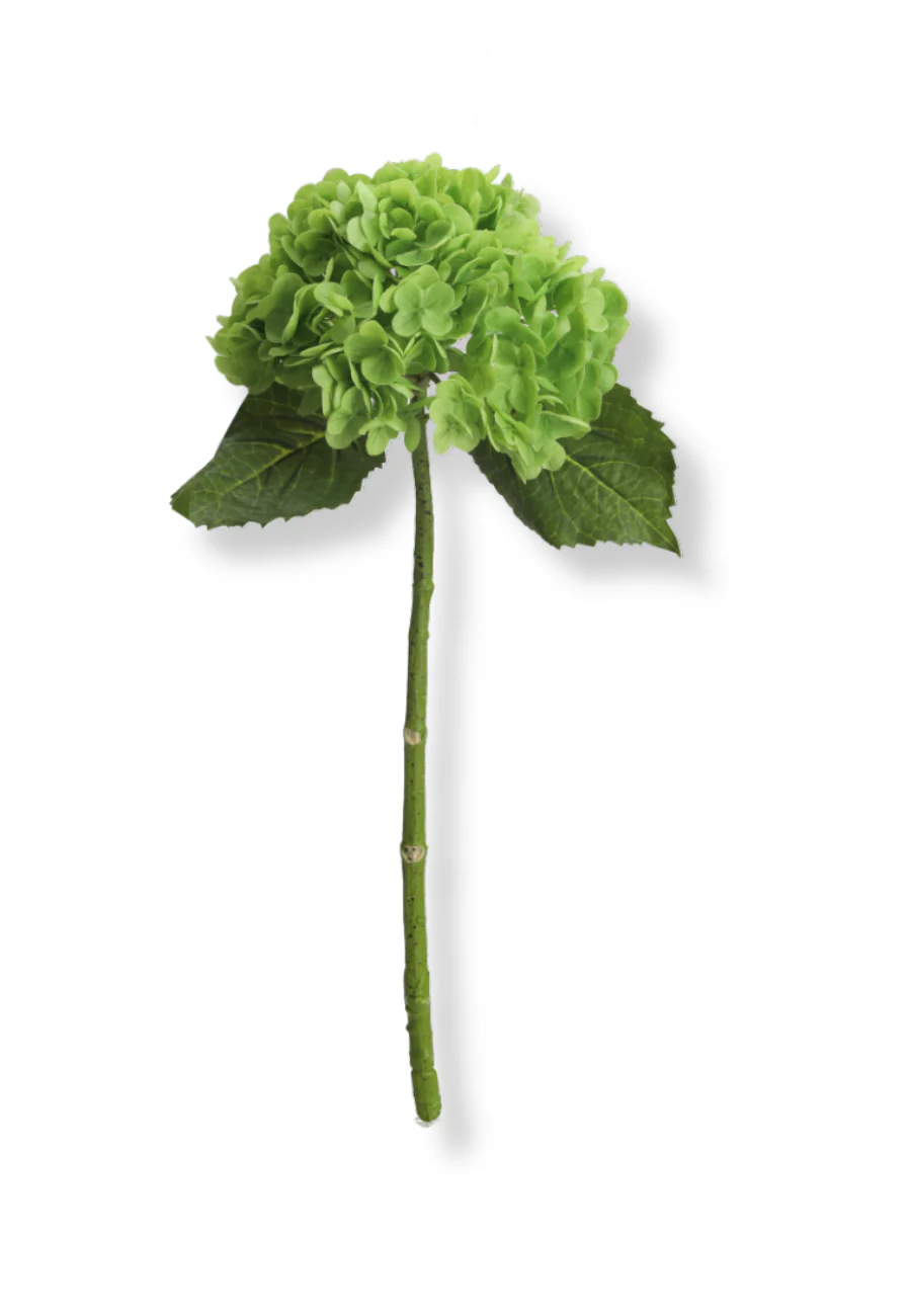 Botané  Hortensia blomst - grøn