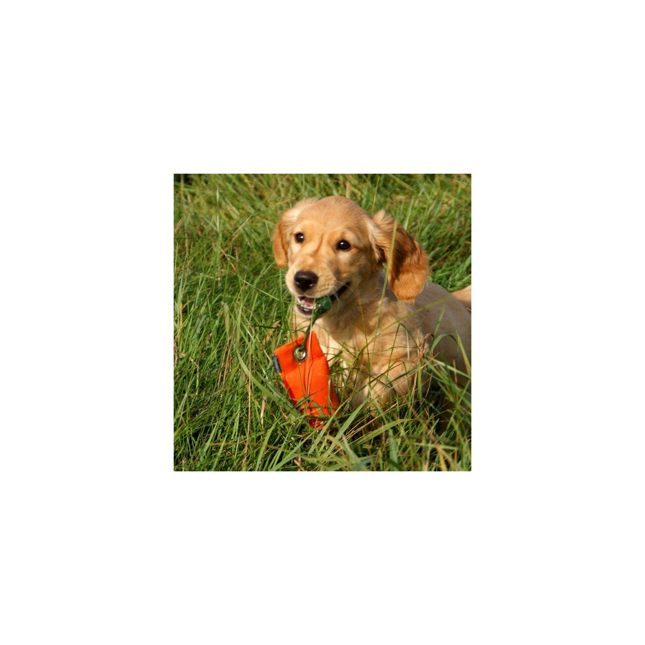 ROMNEYS Dummy Suchen 100g orange