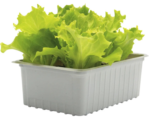 Biologische Lollo Bionda Losse Bladsla FloraSelf Floralie Tuinieren met Kinderen Tuinieren met Kinderen 6-pack