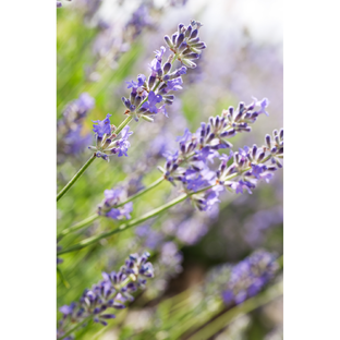 Weleda Lavendel Ontspannende Body Olie 100ML