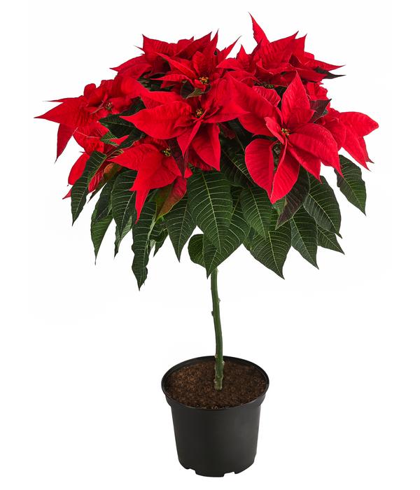 Weihnachtsstern - Euphorbia pulcherrima,