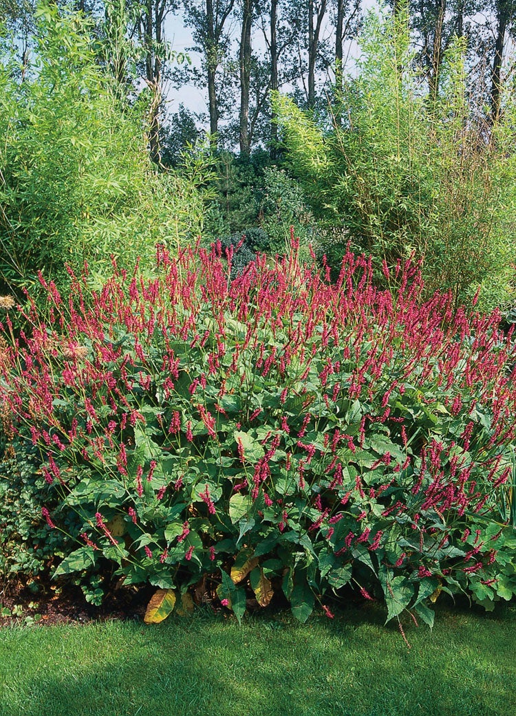 Duizendknoop (Persicaria amplexicaulis) D 9 H 15 cm