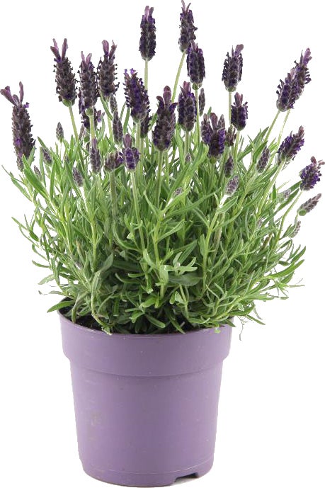 Kuiflavendel (Lavandula stoechas) D 14 H 10 cm