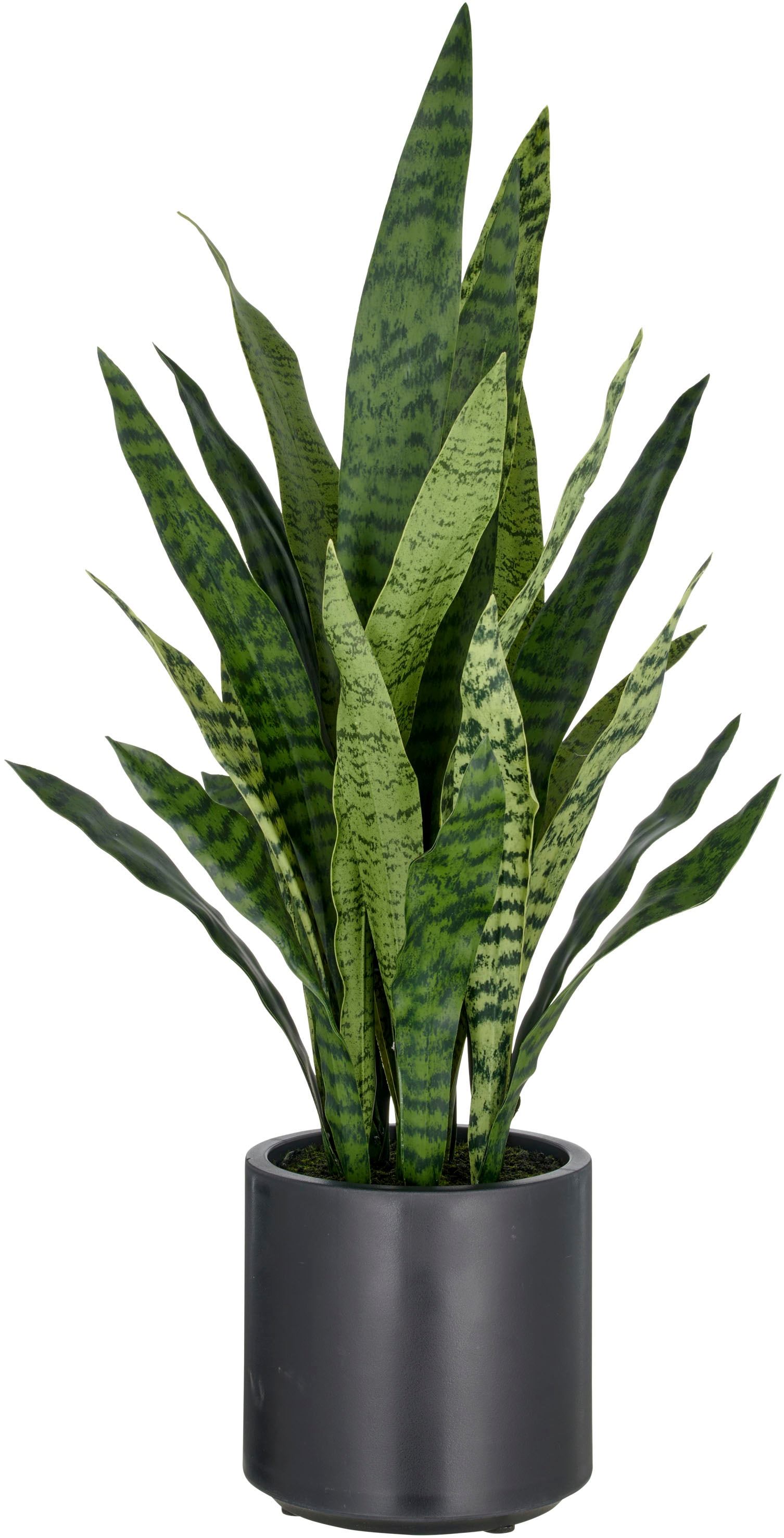 Creativ green Kunstpflanze »Sansevieria zeylanica« im eleganten Topf