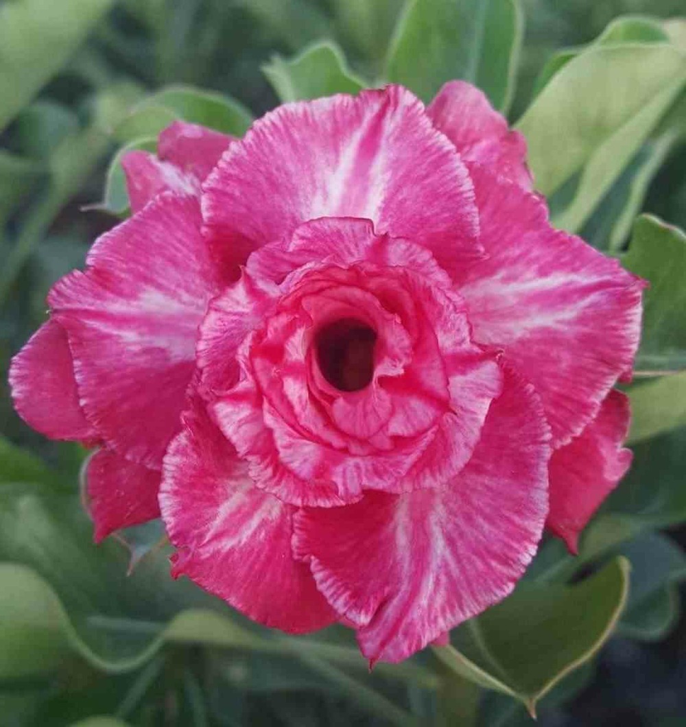 Adenium obesum cv.rung taveesap rose - taille caudex d'environ 2000g 25/30cm très gros caudex