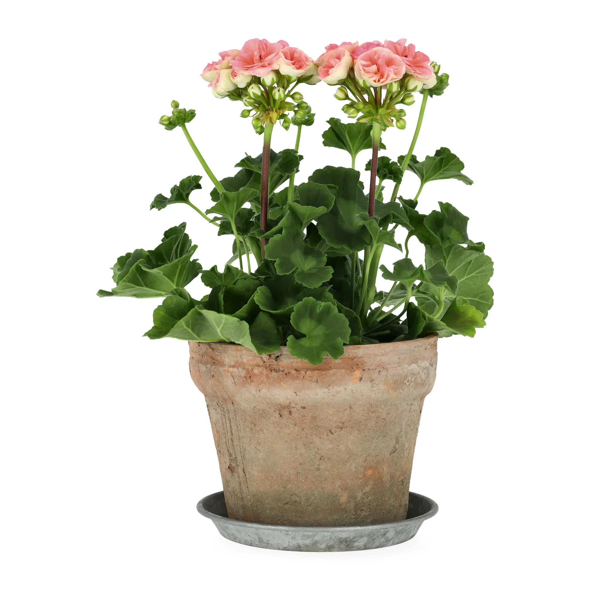 Pelargonium x hortorum Pelargonia 'Astrid' Ø14 cm