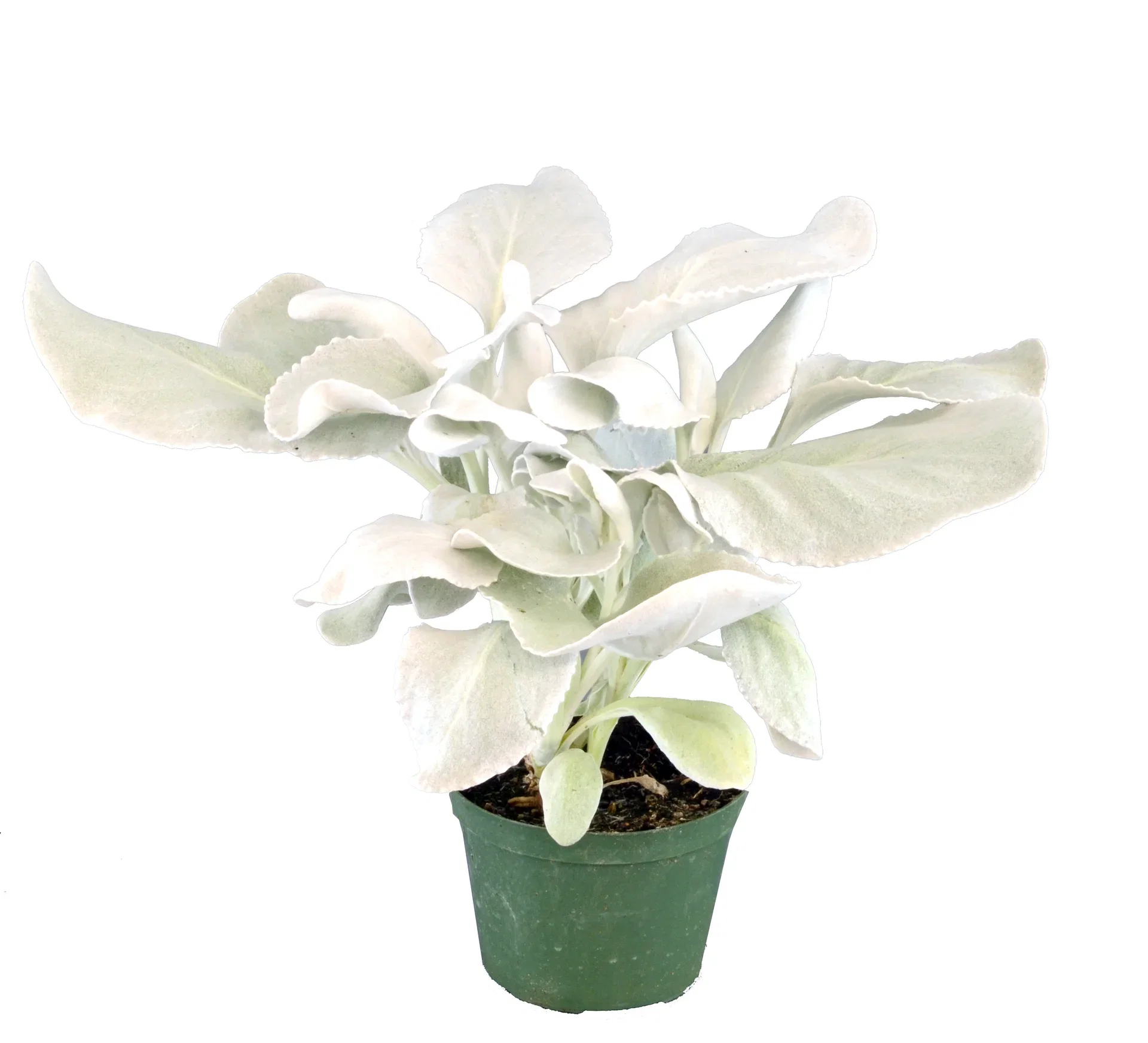 Senecio candicans 'Angel Wings' 13 cm Senecio candicans 'Angel Wings' Ø12 cm