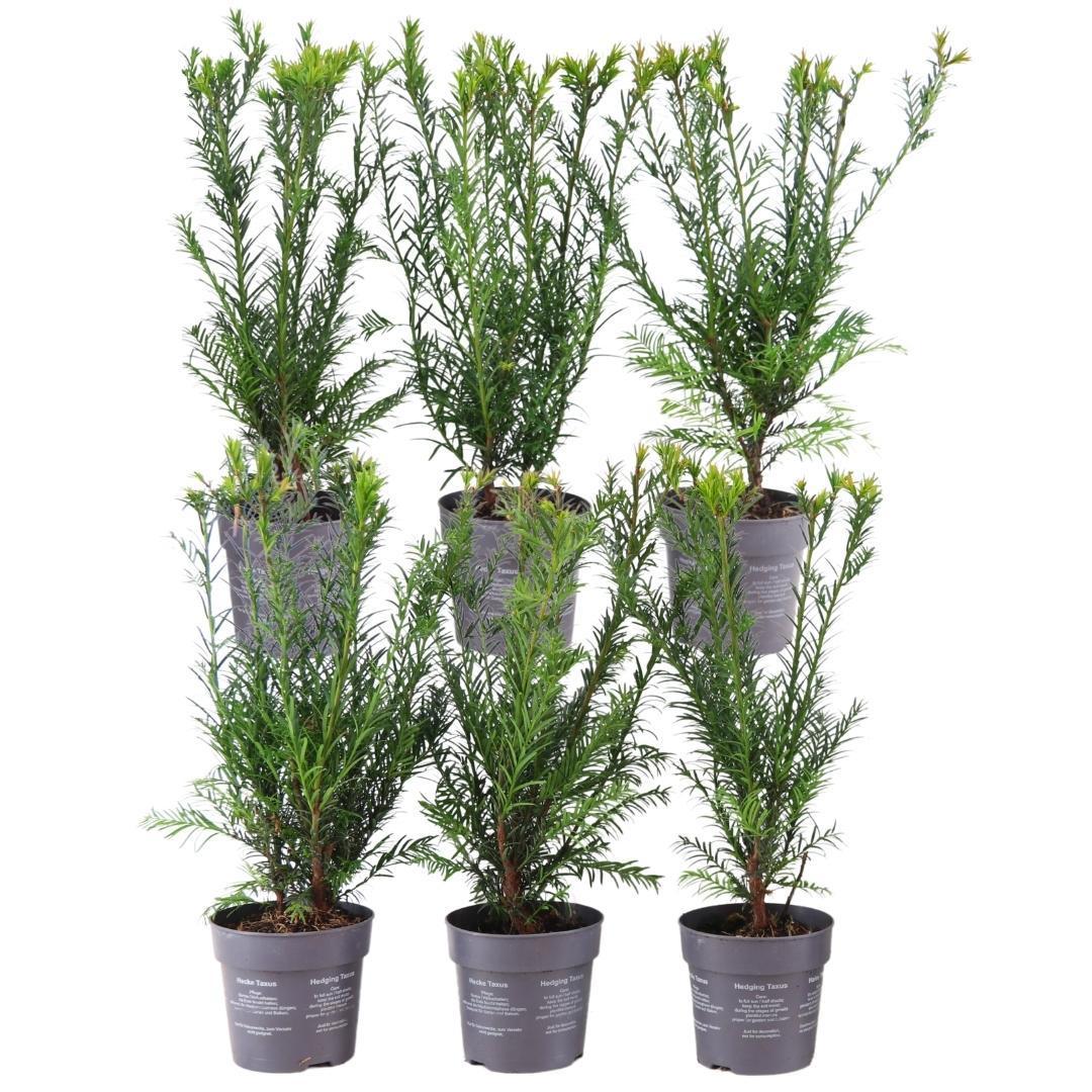 Taxus media groenland - lot de 6