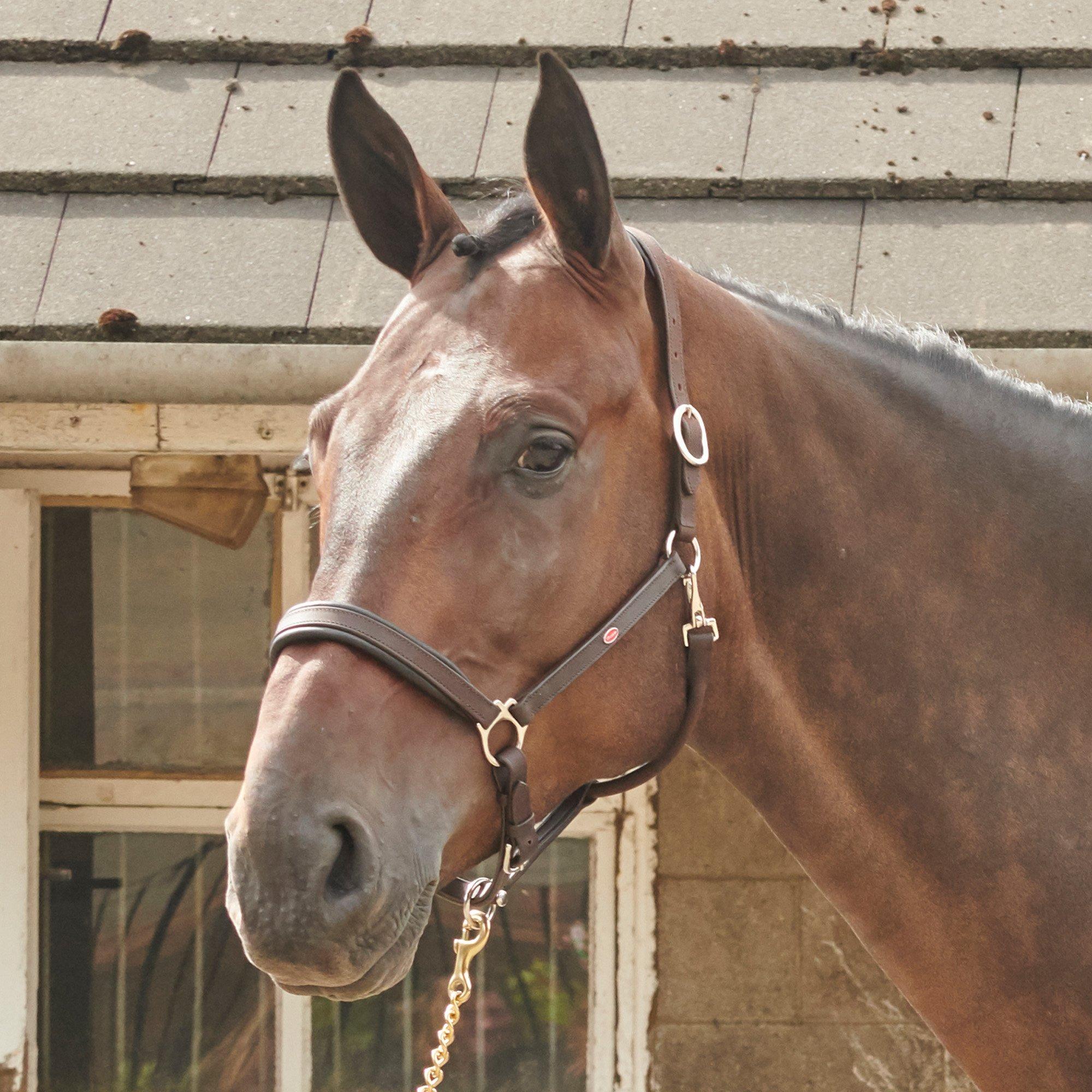 John Whitaker Ready to Ride Leather Headcollar
