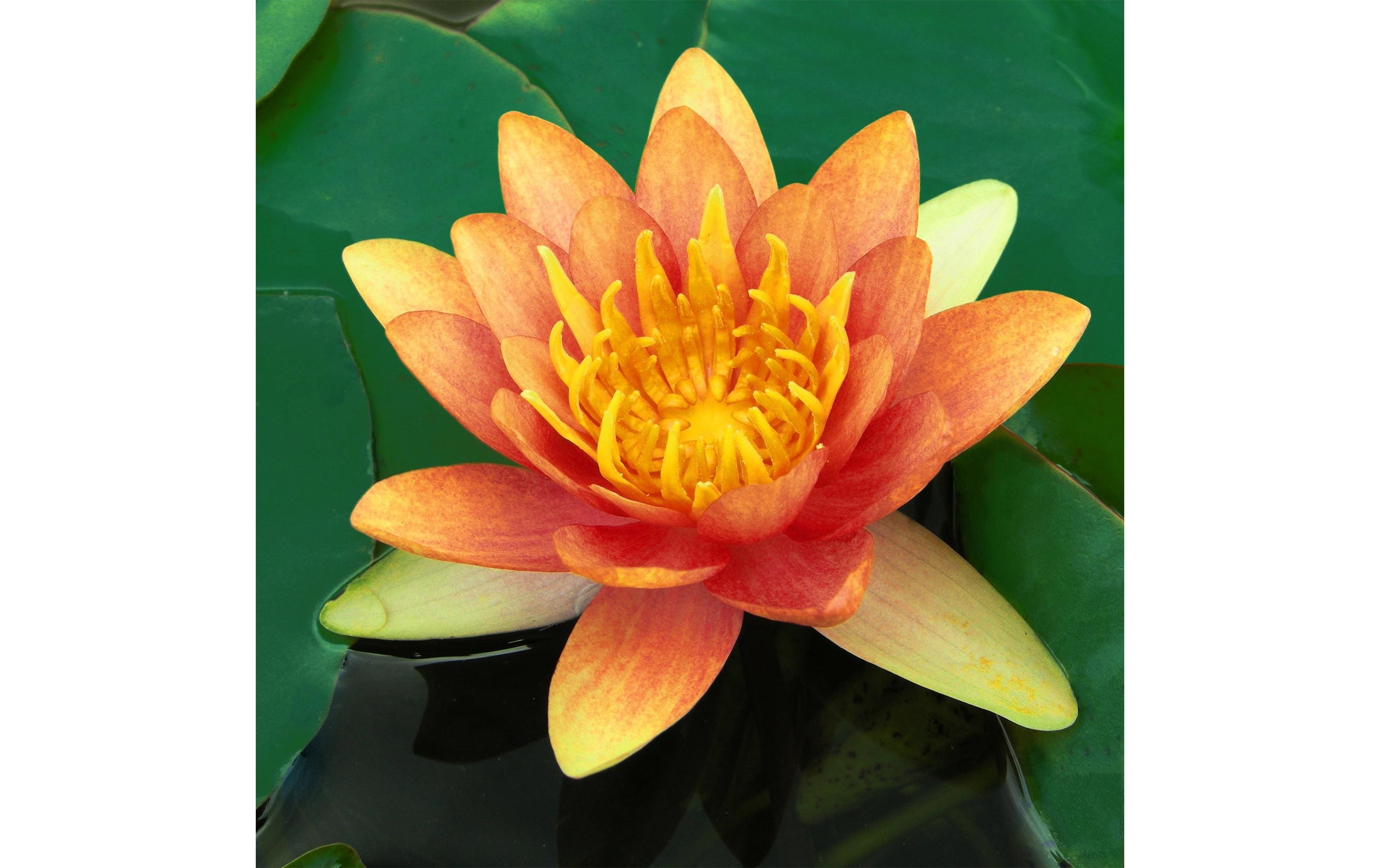 Echte Seerose Nymphaea Natura Coco «SiouxIn Kokosfasern vorgewachsene Seerose