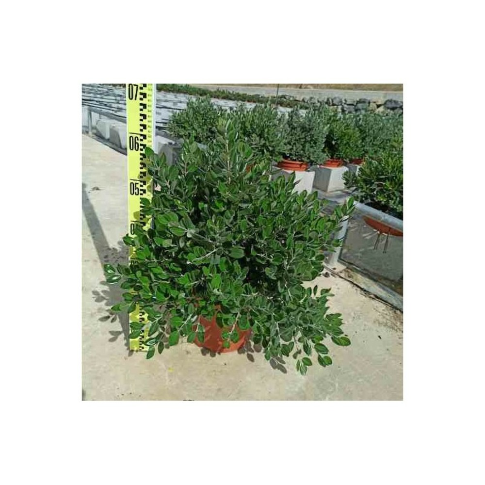 Metrosideros excelsa (arbre de noël) rouge - taille pot 130l - 150/175cm