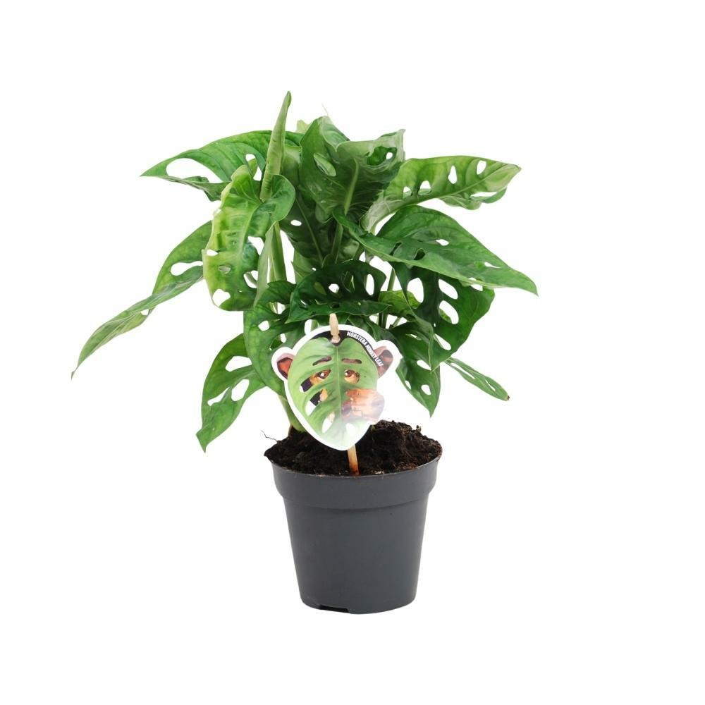 Plante d'intérieur - monstera adansonii 30.0cm
