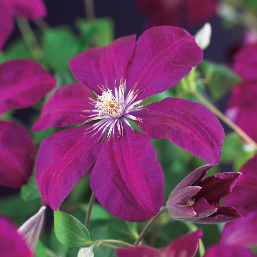 Bosrank (Clematis 'Rouge Cardinal') D 16 H 75 cm