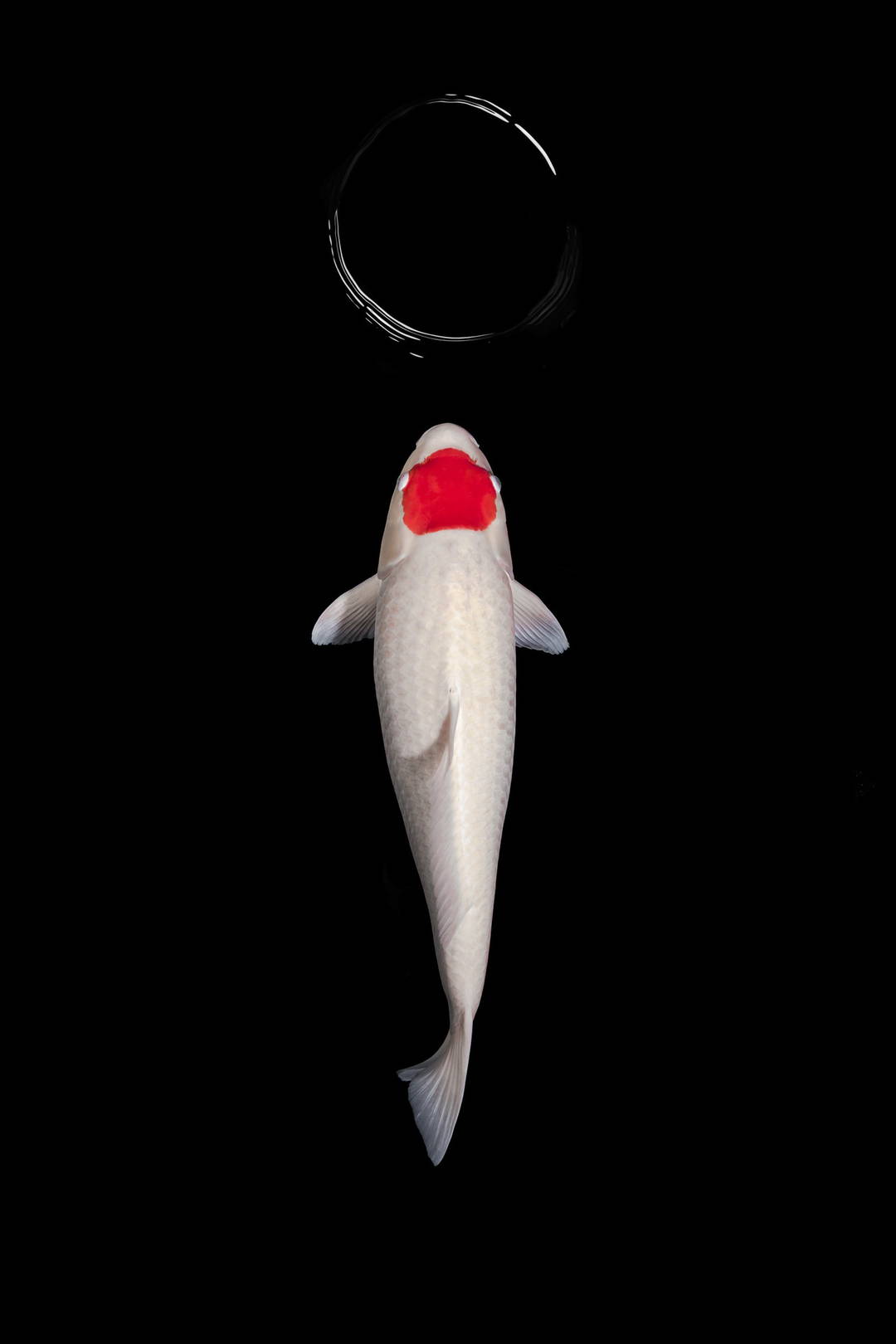 Tancho Kohaku by Heiko Hellwig - Limited Edition. Edition of: 100. Signed.