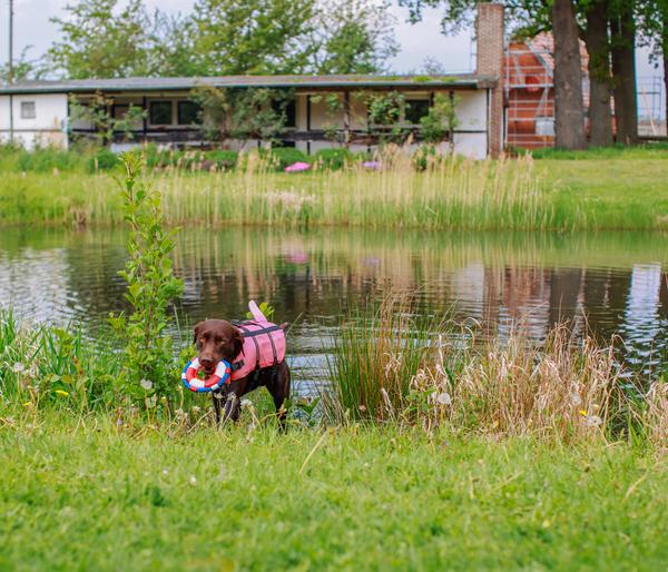 Nobby Schwimmhilfe für Hunde Sharki, pink
