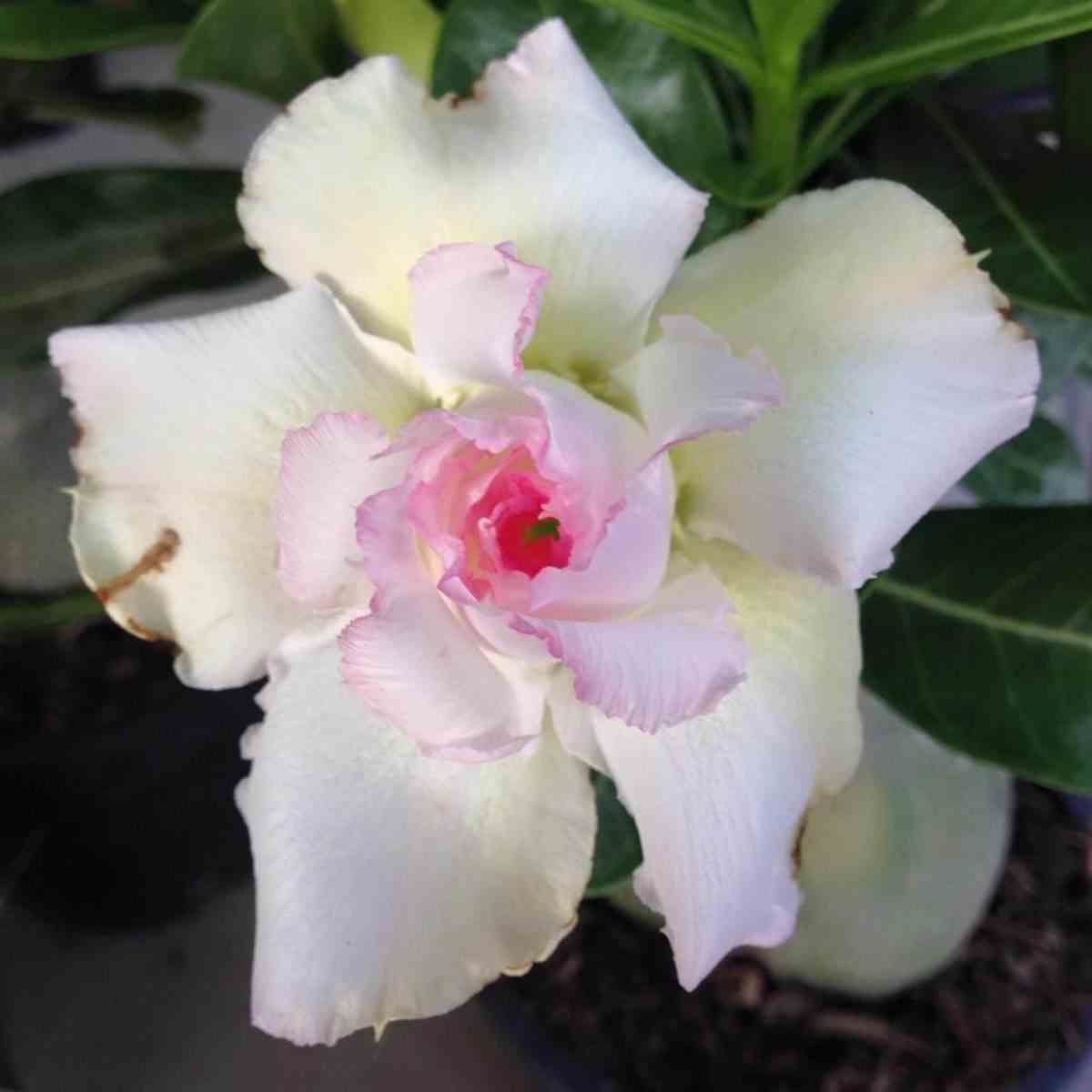 Adenium obesum cv.tivanon white blanc et rose - taille caudex d'environ 150g