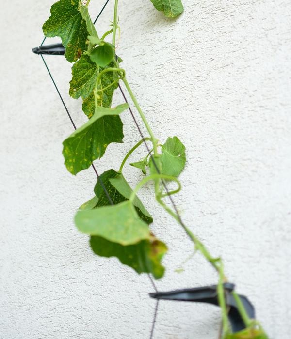 Gusta Garden Gurken-Topf Curt Cucumber, ca.