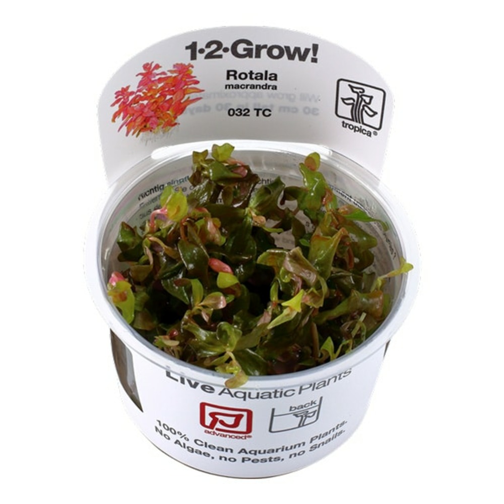 Rotala macrandra in vitro