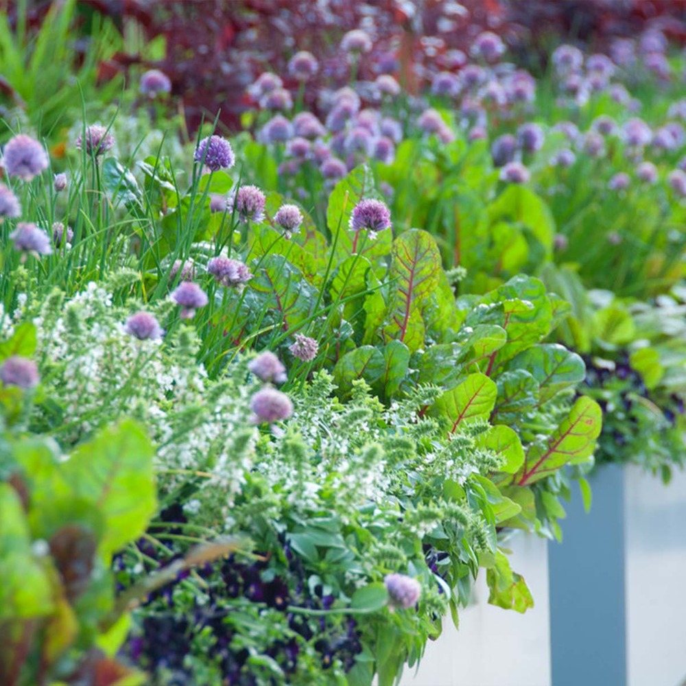 6x mélange d'herbes de jardin bio - mélange de plantes de jardin – ⌀9 cm - ↕10-15 cm