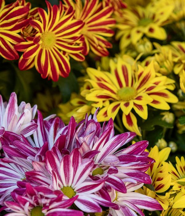 Chrysantheme 'Rainbow Carousel'